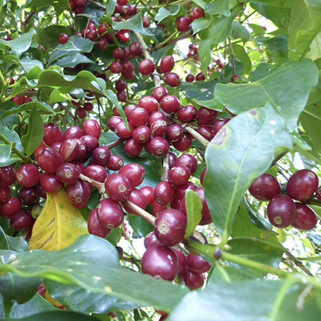 ETHIOPIE MOKA SIDAMO – Image 2